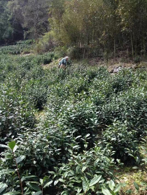 象牙白茶