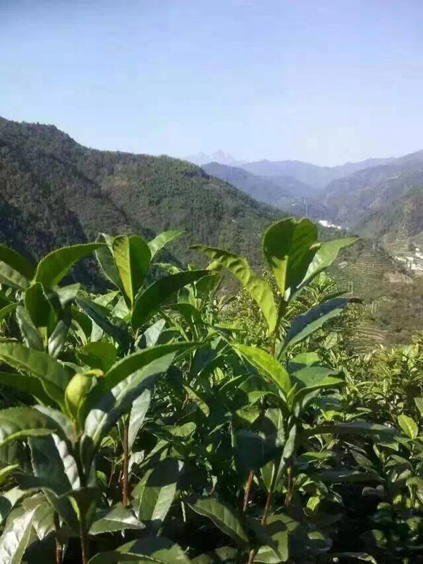 象牙白茶