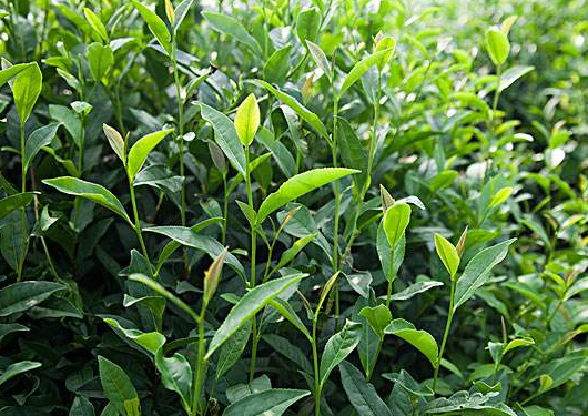 德艺兴茶叶 德艺兴茶叶